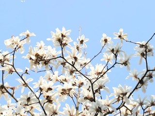 春来明德 | 万紫千红总是春，无边光景一时新