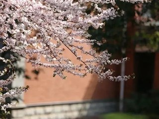 【科技读书节】已识乾坤大，犹怜草木青|明德中学高一年级校园植物鉴赏大赛
